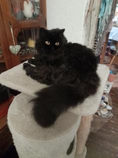 Typvoller junger BKH Kater mit Ahnentafel, geimpft, entwurmt, gechipt, kastriert, aus HCM PK