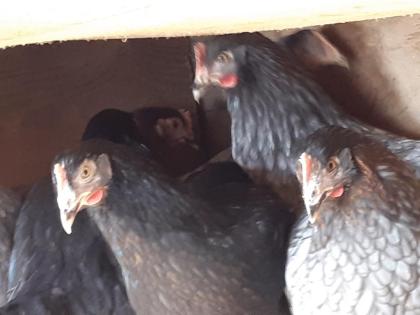Königsberger, Rhodeländer, blau Sperber, Wyandotten, Italiener Hühner Nachzüchtu