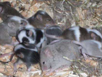 6 Wochen alte, hübsche, gesunde Mäuse zu verkaufen