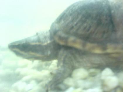 Moschusschildkröte Sternotherus odoratus