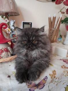 Perser Katerchen sucht liebes zu Hause