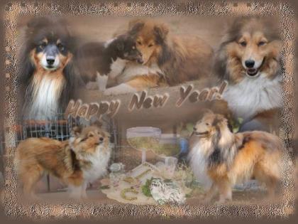 Wurfplanung Shelties am Woogbach