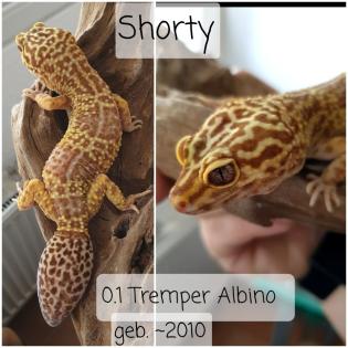 Leopardgecko von Privat