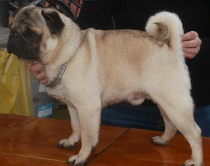 Mops - Qualitäts Welpen mit Stammbaum FCI - beige und schwarz