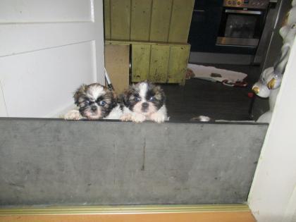 Herzensbrecher Shih Tzu abzugeben