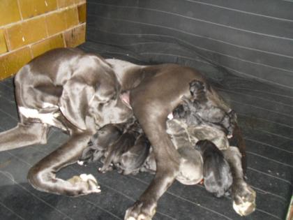 Deutsche Dogge Welpen 1xRüde Blau/7x Schwarz/ Potsdam