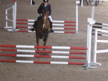 Suche Reitbeteiligung in Würzburg und Umgebung