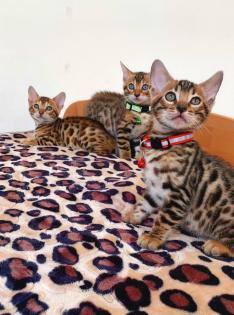 Bengal katze, Baby Katzen