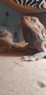 Terrarium mit Bartagame