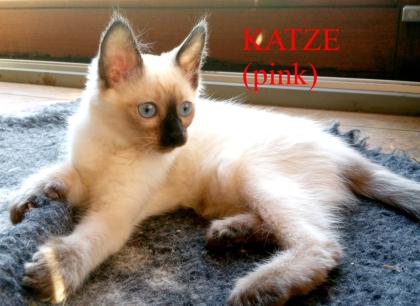 Siamkitten - Old Style Siamese Wichien-Maat