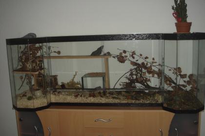 Sonderanfertigung Terrarium zu verkaufen