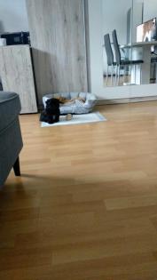 Welpe, weiblich, shihtzu/ Havaneser