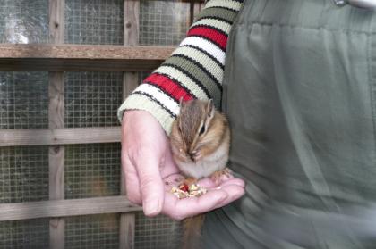 Streifenhörnchen