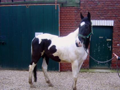 Schicker Schecke Schwarz-braun-weiß ca. 1, 68cm