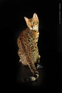 Traumhafte Bengalkatzen - neue Zuchtgeneration bei www. Bengalkatzen. com, Bengalk