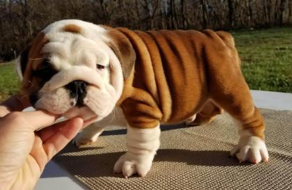 Reinrassigen Englische Bulldogge Welpen.
