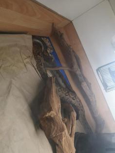 Boas suchen ein neues zu Hause