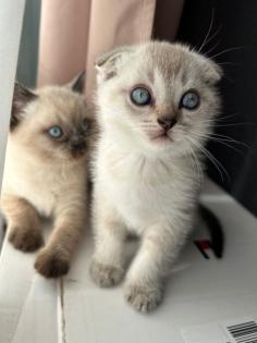 Kitten Abgabebereit