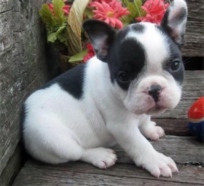 Supersüße, Französische Bulldogge Welpen
