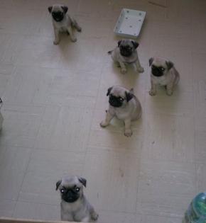 Mops-Kinder suchen neue Eltern