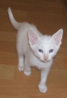 Süße Halblanghaar Kitten