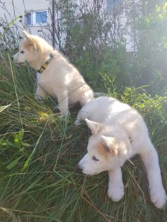 Akita Husky im Allgäu