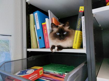 Wir suchen unsere geliebte Birma Katze