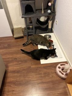 BKH Katzen Sie sind Geschwister
