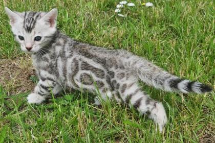 Reinrassige Black Silber Bengal Junge geboren. 3. 52022