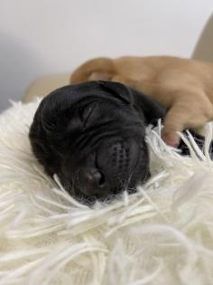 Labrador Welpen, reinrassig, Babylabradore