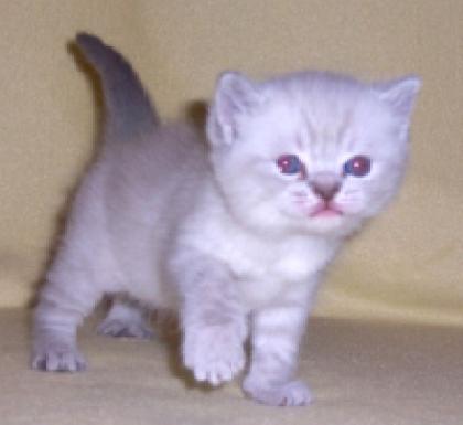 BKH und Selkirk Rex Kätzchen