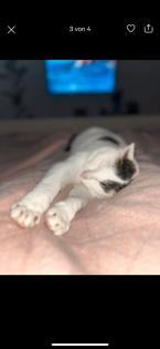 Kater vermisst