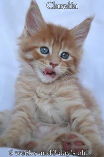 Wunderschöne Maine Coon Kitten abzugeben.