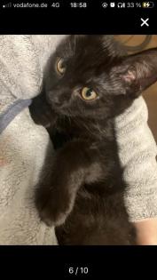 Bkh-Maincoon Kitten suchen ein liebevolles Zuhause