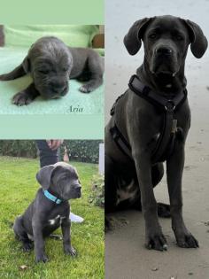Cane Corso Wurfankündigung mit Ahnentafel