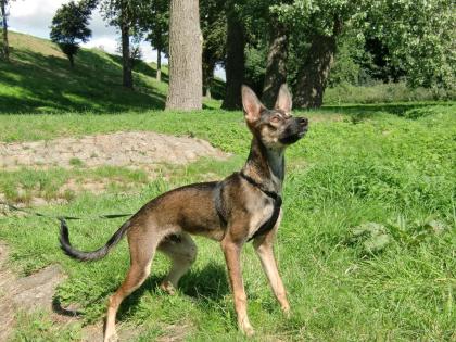 Bildschöner Junghund sucht eigenes Zuhause