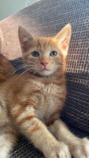 Katzenbabys Kitten 12 Wochen alt