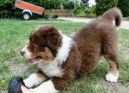 Bildhübsche Australian Shepherd Welpen abzugeben
