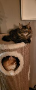 2 Main Coon Kitten abzugeben
