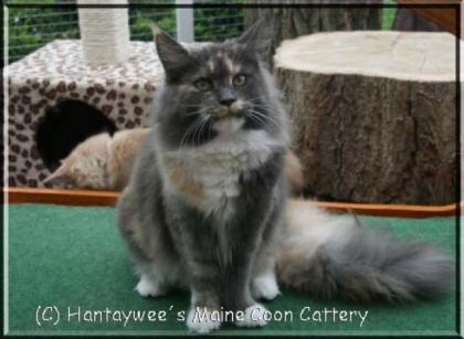 Maine Coon Kastraten suchen liebevolles neues Zuhause