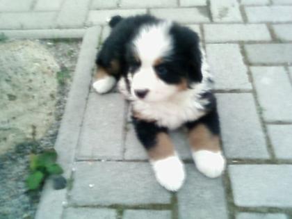 Berner sennen hund