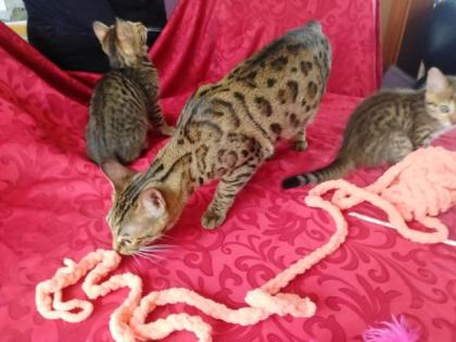 Bengalkitten brown spotted