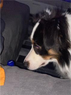 Australian Shepherd 1, 5 Jahre alt