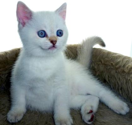 Zu verkaufen kleune Kitten BHK