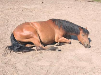 Reitpony Mix Wallach 4 Jahre Pony