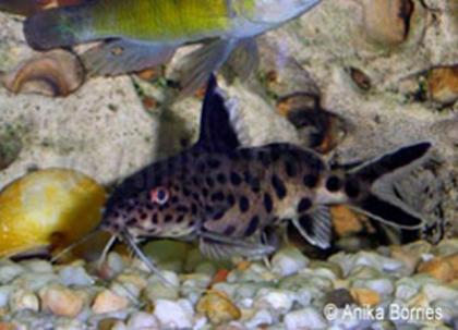 Fiederbartwels, Kuckuckswels, Synodontis multipunctatus
