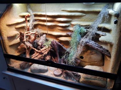 Terrarium mit selbstgebauter Rückwand inkl. 3 Leopardgecko Weibchen