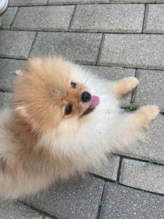 Pomeranian Zwergspitz