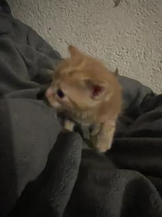 Maine Coon Mix Kitten