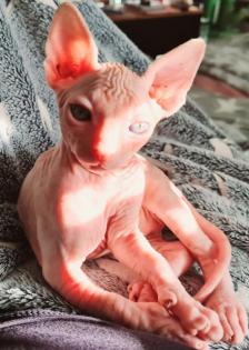 Reinrassige Sphynxbabys